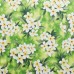 Hawaiian Fabric By The Yard -  Plumeria Flowers