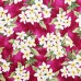 Hawaiian Fabric By The Yard -  Plumeria Flowers